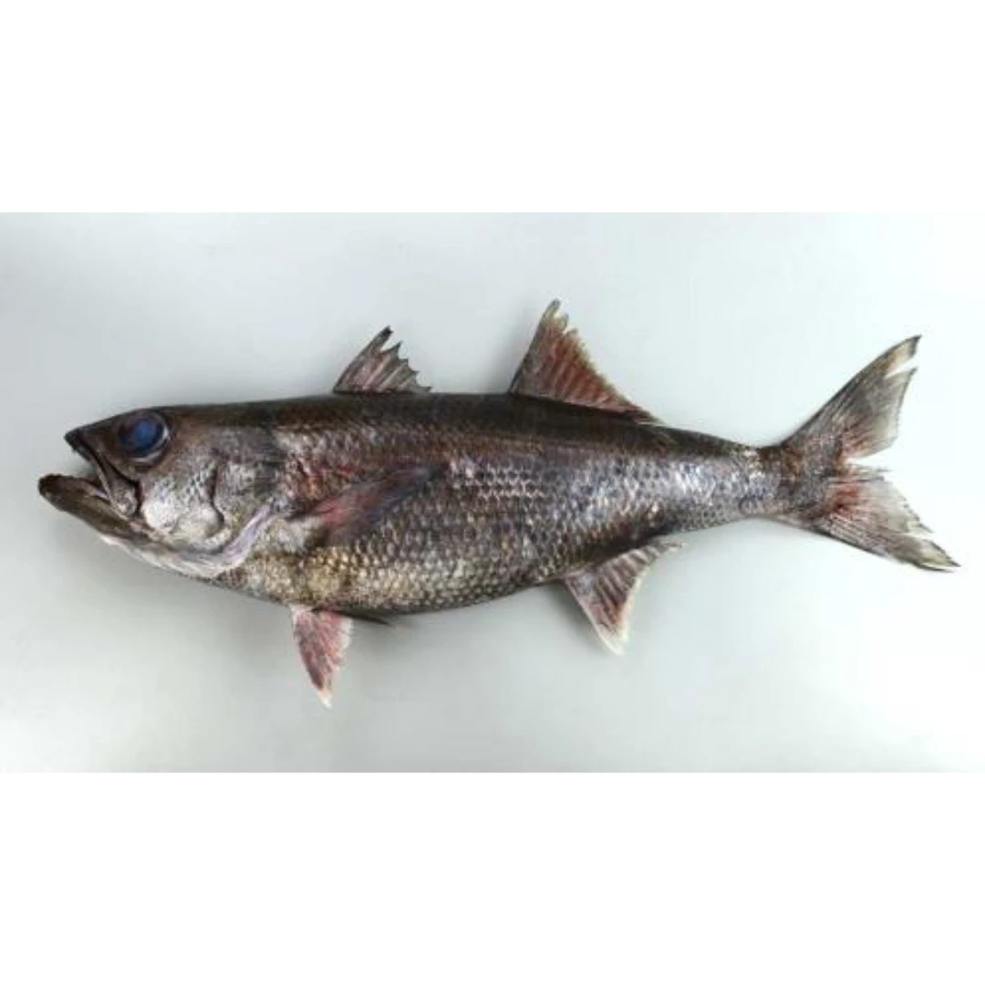GSK1 KUROMUTSU Scombrops gilberti FRESH WILD JAPANESE BLUEFISH.png
