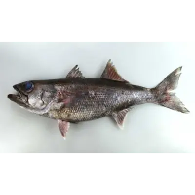 GSK1 KUROMUTSU Scombrops gilberti FRESH WILD JAPANESE BLUEFISH.png