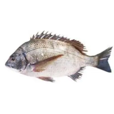 GSK1 KURODAI Acanthopagrus schlegelii FRESH WILD BLACKHEAD SEABREAM.png