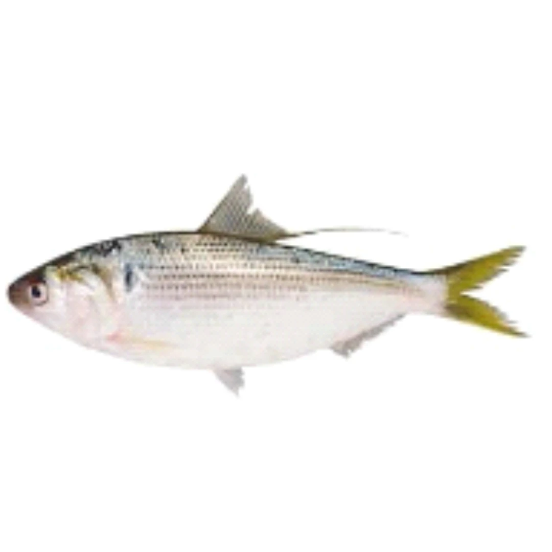 GSK1 KOHADA Konosirus punctatus FRESH WILD SHAD.png