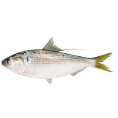 小肌 Kohada WHOLE 0.15 LB