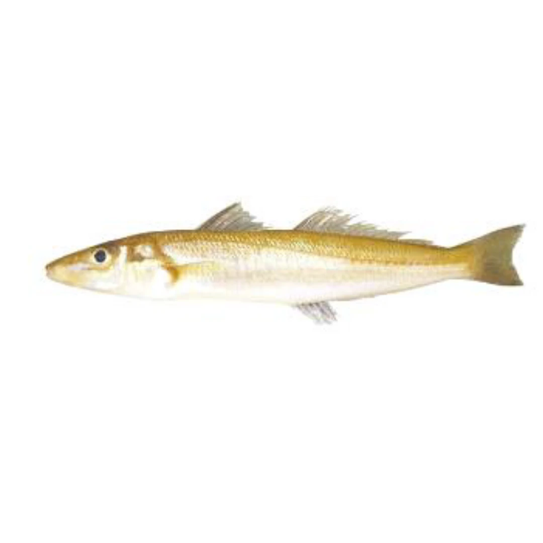 GSK1 KISU2 Sillago japonica FRESH WILD Japanese Sillago.png