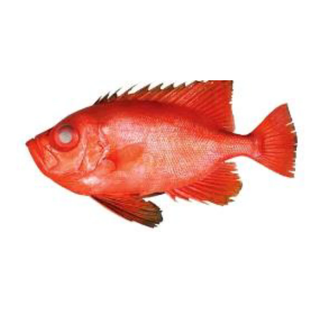 GSK1 KINTOKIDAI Priacanthus macracanthus Cuvier FRESH WILD RED BIGEYE.png