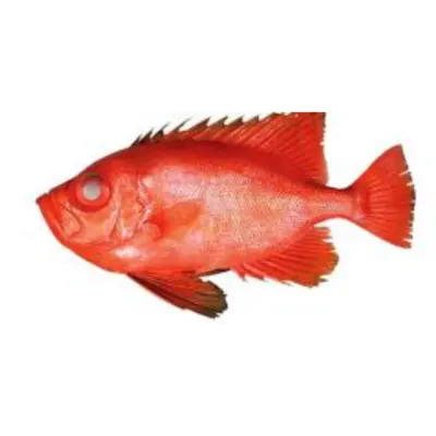 GSK1 KINTOKIDAI Priacanthus macracanthus Cuvier FRESH WILD RED BIGEYE.png