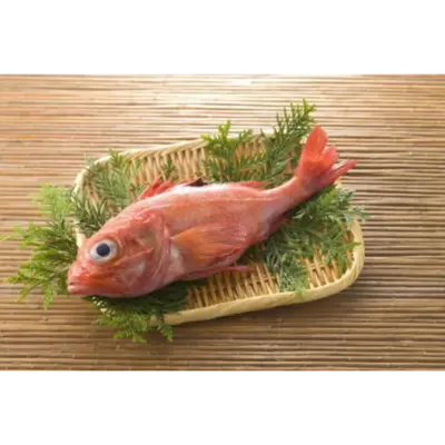 GSK1 KINKI Sebastolobus macrochir FRESH WILD BROADBANDED THORNYHEAD.png