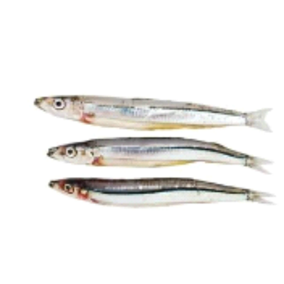 GSK1 KIBINAGO Spratelloides gracilis FRESH WILD BANDED BLUE SPRAT.png