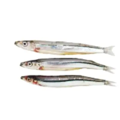 GSK1 KIBINAGO Spratelloides gracilis FRESH WILD BANDED BLUE SPRAT.png