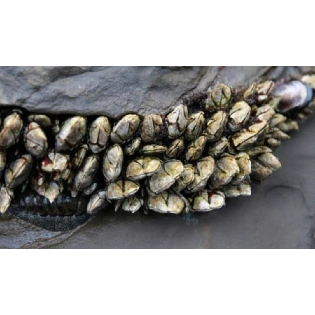 GSK1 KAMENOTE Pollicipes mitella FRESH WILD PERCEBES.png