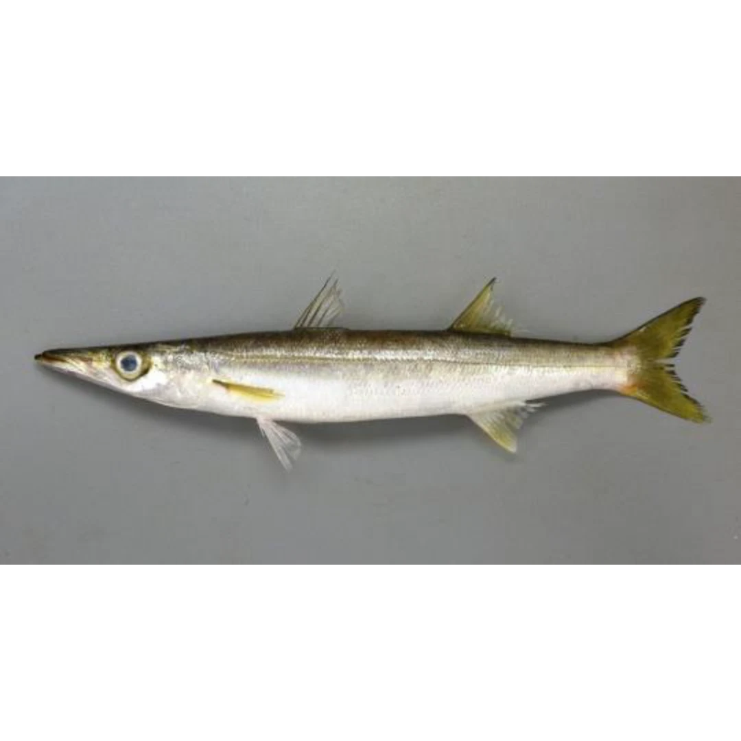 GSK1 KAMASU2 Sphyraena pinguis FRESH WILD Striped Barracuda.png