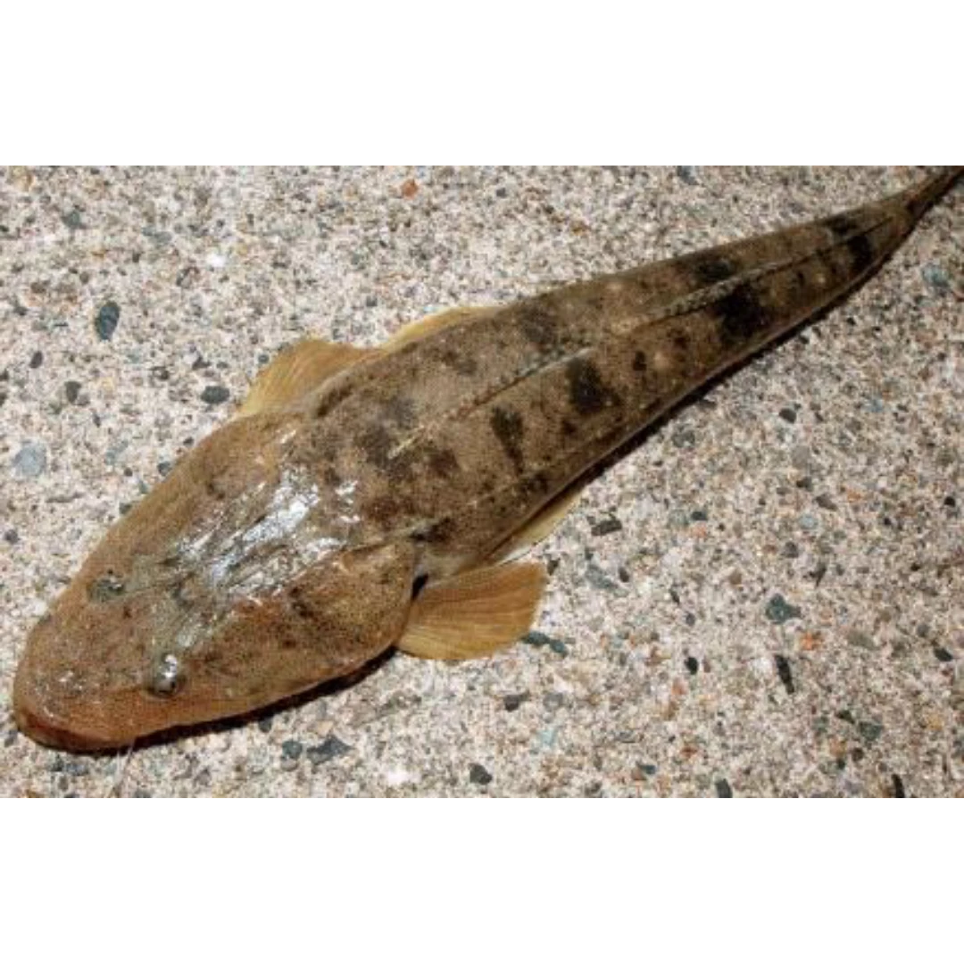 GSK1 MAGOCHI Platycephalus indicus FRESH WILD BARTAIL FLATHEAD.png