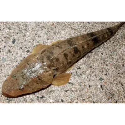 GSK1 MAGOCHI Platycephalus indicus FRESH WILD BARTAIL FLATHEAD.png