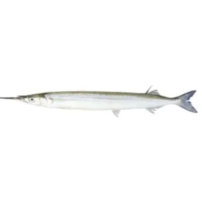 GSK1 SAYORI Hyporhamphus sajori FRESH WILD JAPANESE HALFBEAK.png