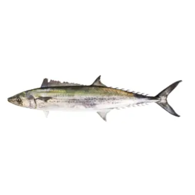 GSK1 SAWARA Scomberomorus niphonius ,FRESH WILD SPANISH MACKEREL.png