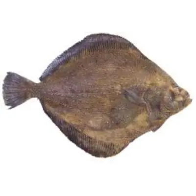 GSK1 SAME GAREI Clidoderma asperrimum,FRESH WILD ROUGHSCALE SOLE.png