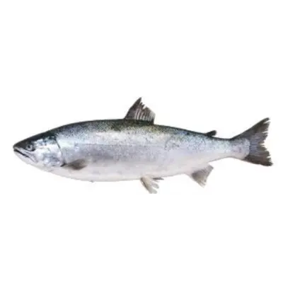 さくらます Sakura Masu WHOLE 7.7 LB