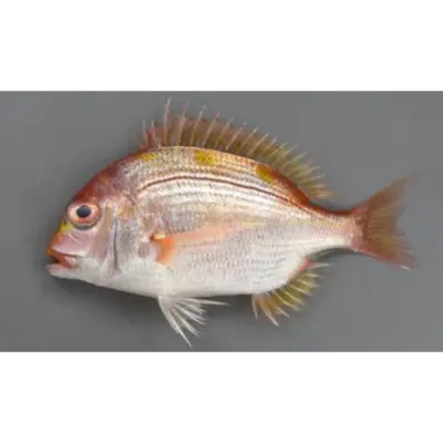 GSK1 RENKODAI Dentex hypselosomus Bleeker EELLOWBACK SEA BREAM.png
