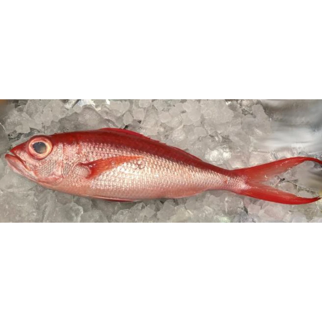 GSK1 ONAGADAI Etelis coruscans Valenciennes DEEPWATER LONGTAIL RED SNAPPER.png
