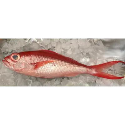 GSK1 ONAGADAI Etelis coruscans Valenciennes DEEPWATER LONGTAIL RED SNAPPER.png