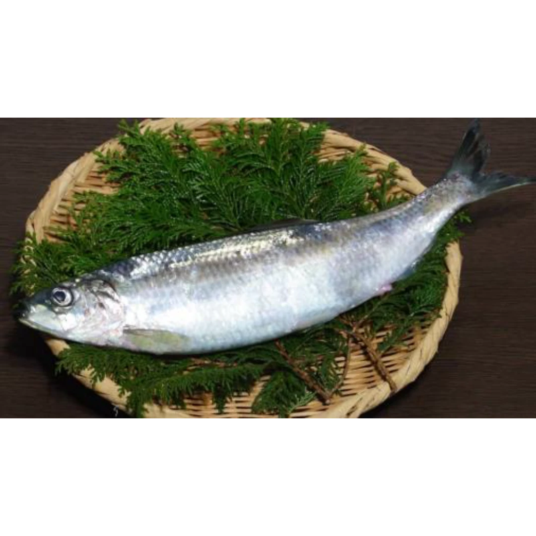 GSK1 NISHIN Clupea pallasii Valenciennes FRESH WILD PACIFIC HERRING.png
