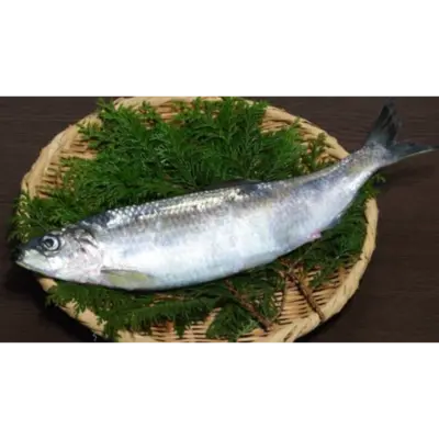 にしん JP Nishin WHOLE 0.75 LB