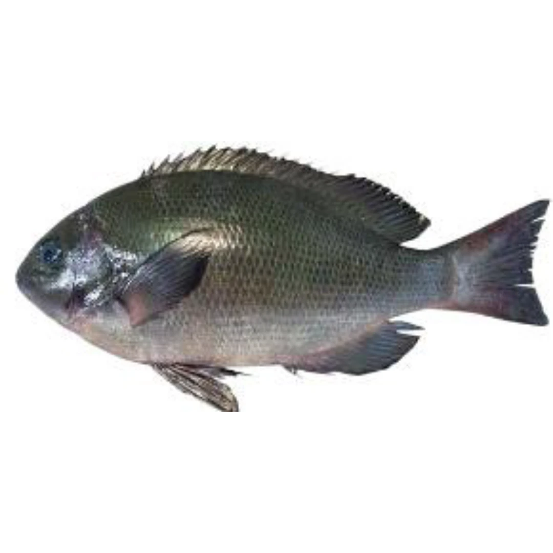 GSK1 MEJINA Girella punctata FRESH WILD LARGESCALE BLACKFISH.png