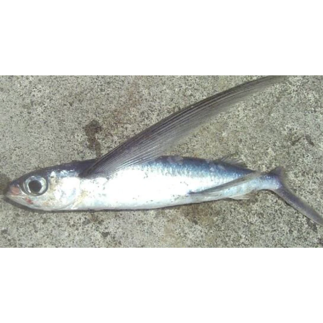 GSK1 TOBIUO Cypselurus agooFRESH WILD JAPANESE FLYINGFISH.png