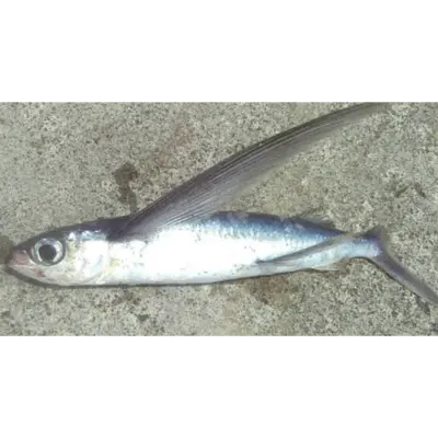GSK1 TOBIUO Cypselurus agooFRESH WILD JAPANESE FLYINGFISH.png