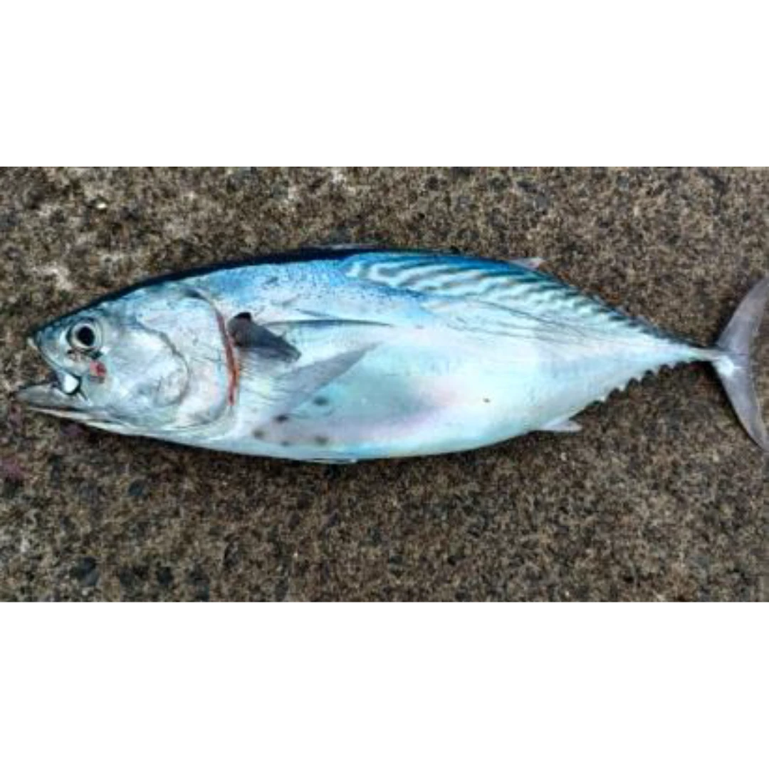 GSK1 SUMAKATSUO Sarda orientalis FRESH WILD STRIPED BONITO.png