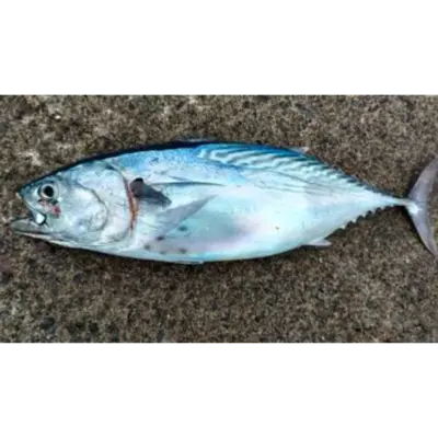 スマカツオ Suma Katsuo WHOLE 5.46 LB