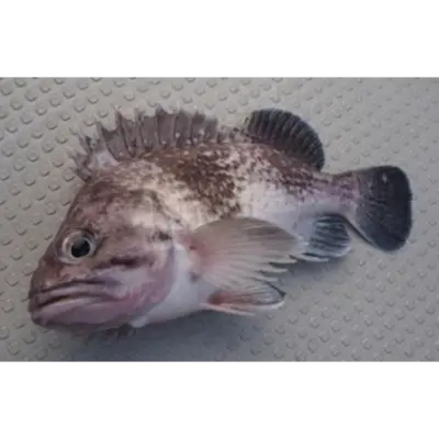 そい Soi WHOLE 2.2 LB