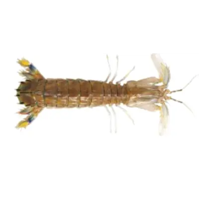 GSK1 SHAKO Oratosquilla oratoria FRESH WILD MANTIS SHRIMP.png