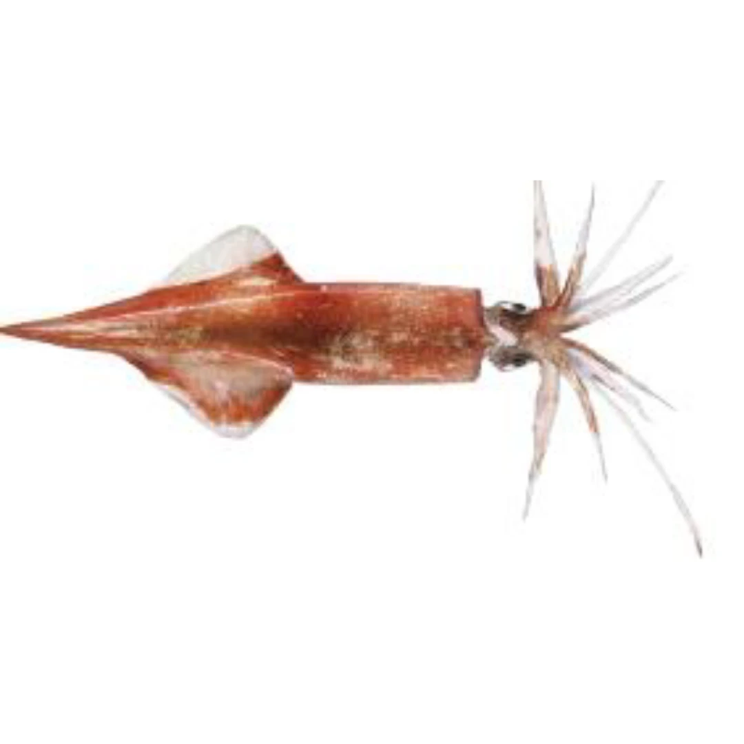 GSK1 YARIIKA Heterololigo Bleekeri FRESH WILD SPEAR SQUID.png