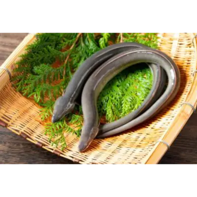 うなぎ Unagi WHOLE 1.1 LB