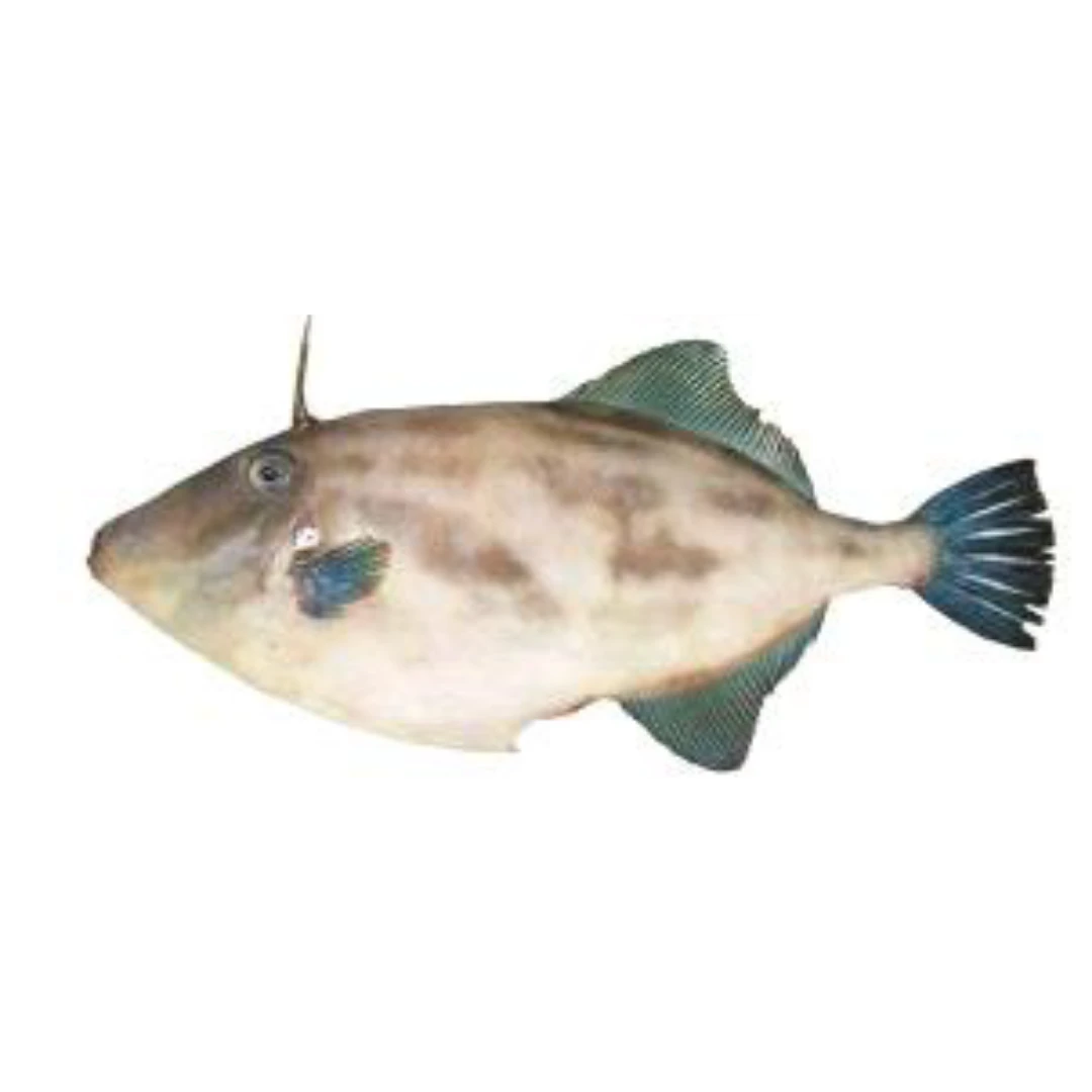 GSK1 UMAZURAHAGI Thamnaconus modestus FRESH WILD FILEFISH.png