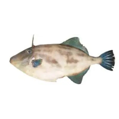 GSK1 UMAZURAHAGI Thamnaconus modestus FRESH WILD FILEFISH.png