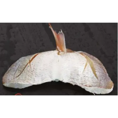 GSK1 KASUGODAI SUSHI Evynnis tumifrons  FRESH WILD YOUNG SEA BREAM.png
