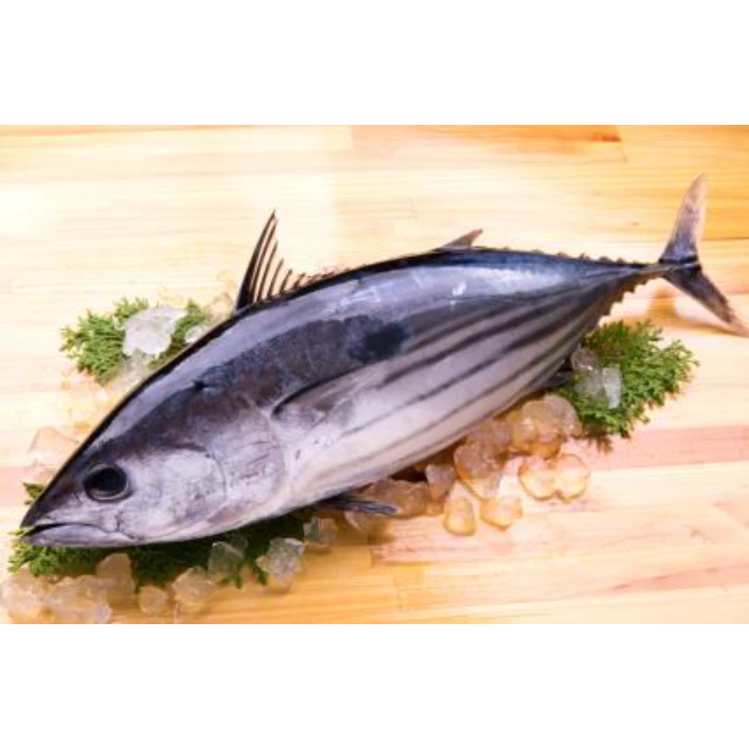 GSK1 KATSUO Sarda orientalis, FRESH WILD BONITO.png