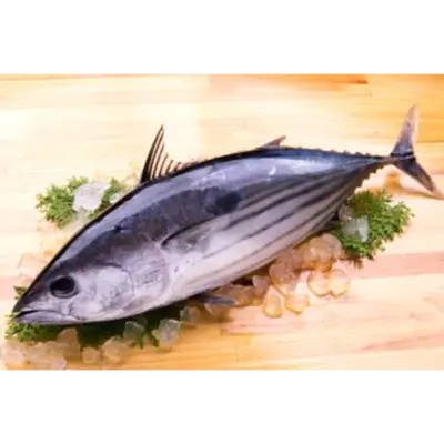 かつお Katsuo WHOLE 10.5 LB