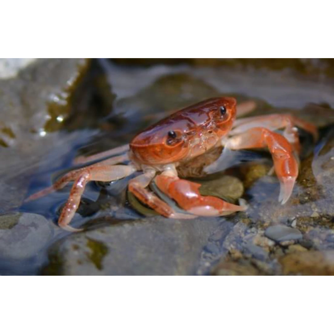 GSK1 SAWA GANI Geothelphusa dehaani LIVE WILD FRESHWATER CRAB.png