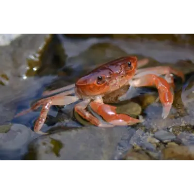 GSK1 SAWA GANI Geothelphusa dehaani LIVE WILD FRESHWATER CRAB.png