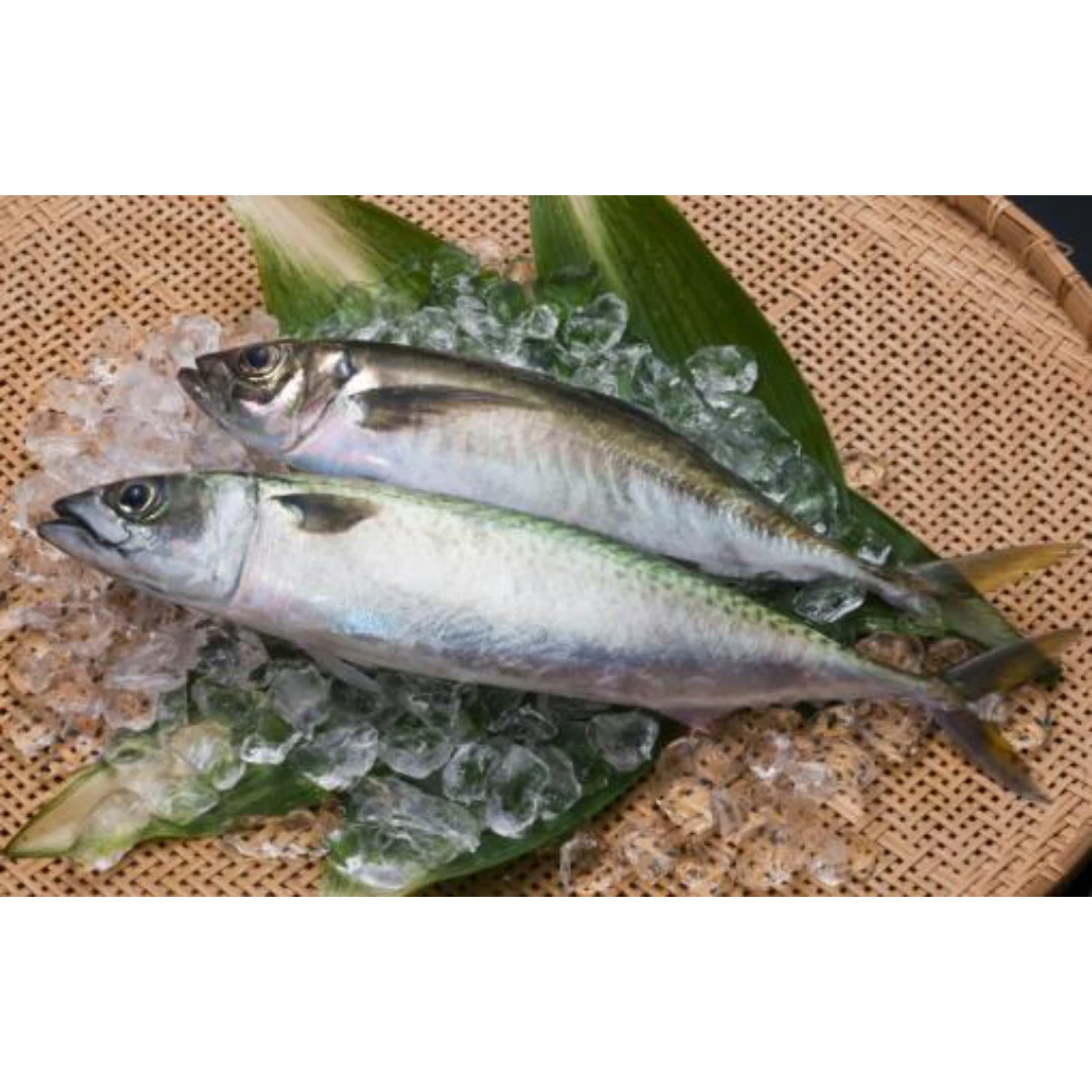 GSK1 SEKI SABA Scomber japonicus Houttuyn, FRESH WILD MACKEREL.png