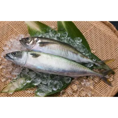 GSK1 SEKI SABA Scomber japonicus Houttuyn, FRESH WILD MACKEREL.png