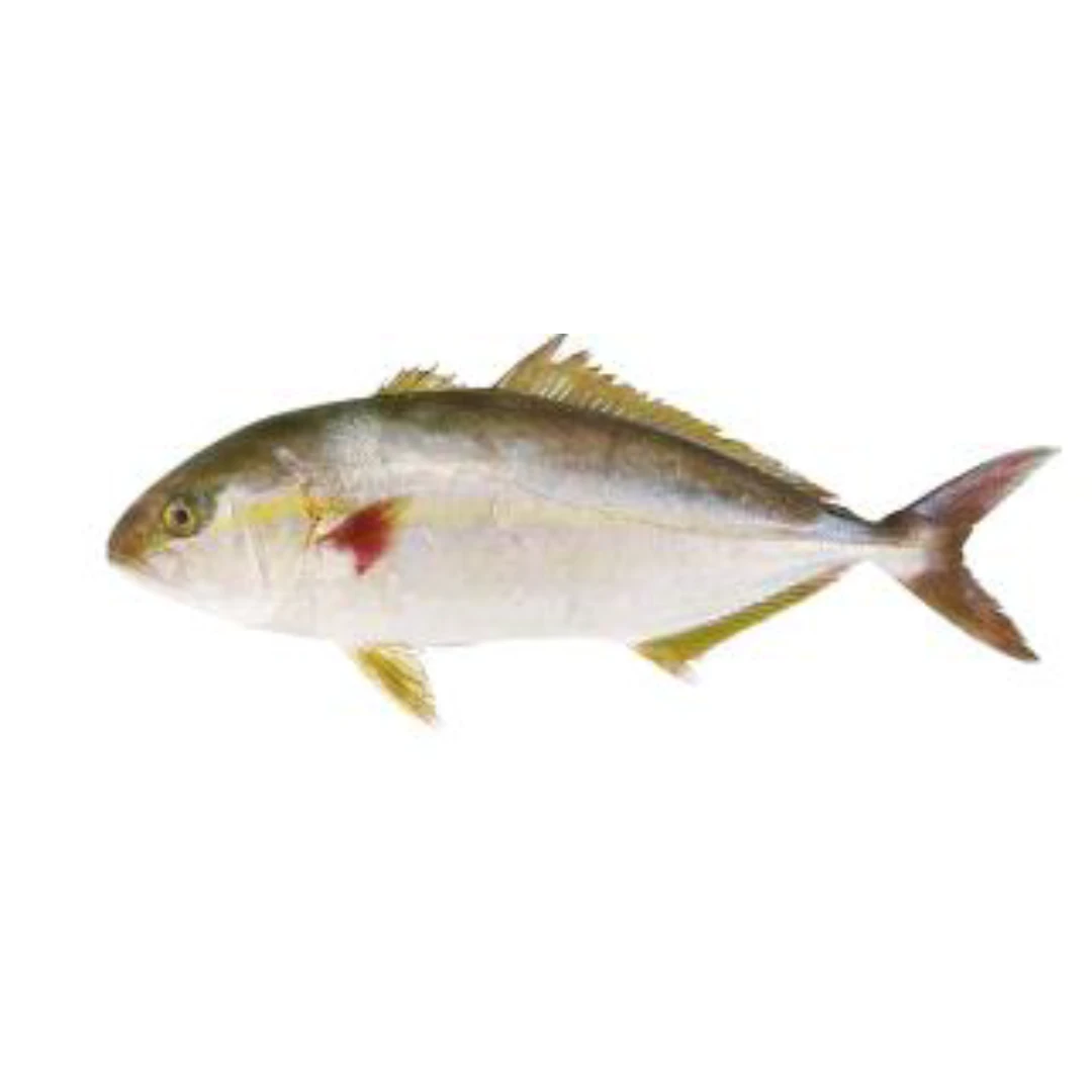 GSK1 KANPACHI Seriola dumerili,FRESH WILD AMBERJACK.png