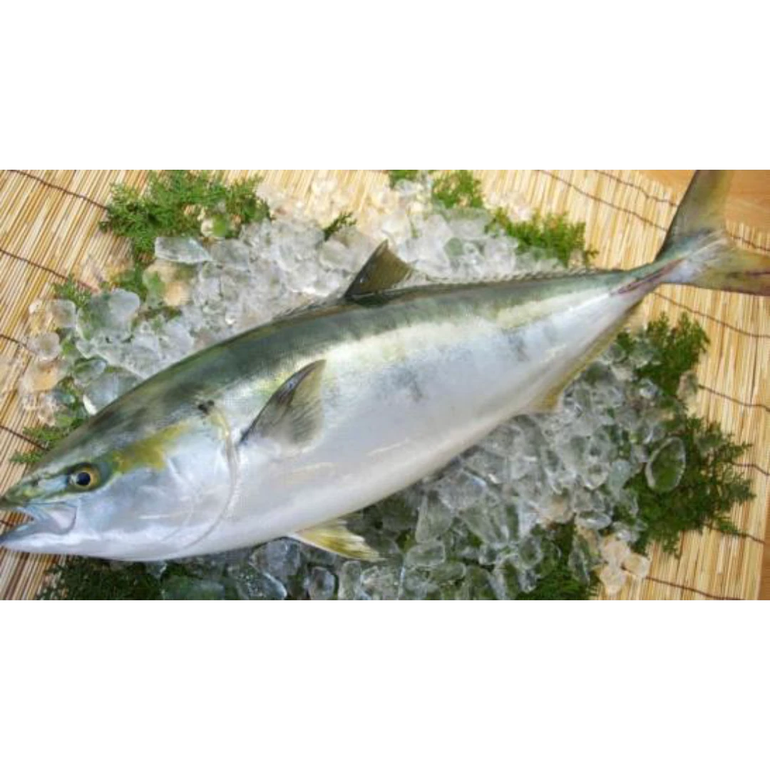 GSK1 BURI HANMI Seriola quinqueradiataFRESH WILD YELLOWTAIL.png