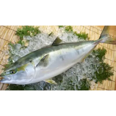 GSK1 BURI HANMI Seriola quinqueradiataFRESH WILD YELLOWTAIL.png
