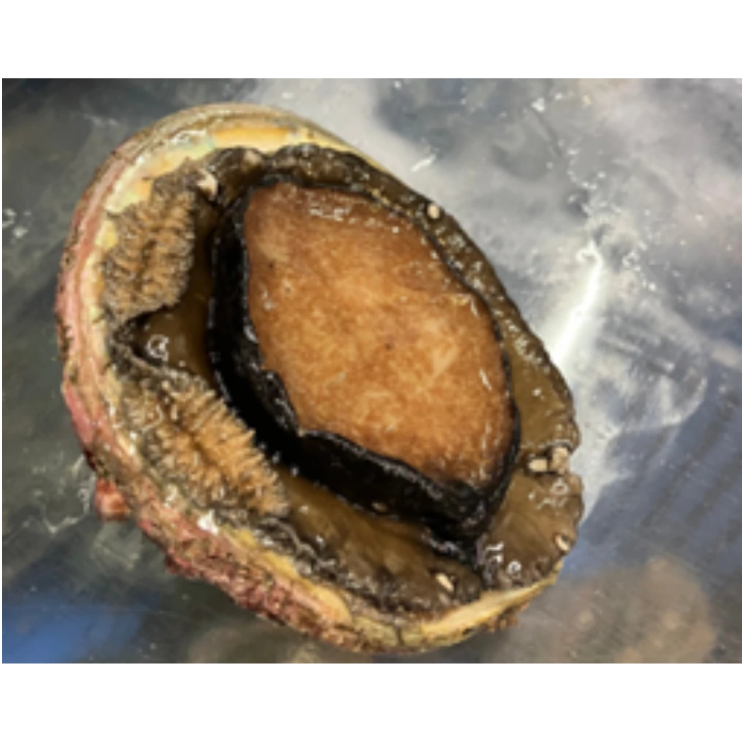 GSK1 AWABI 2 - FRESH ABALONE SHELLFISH - Haliotis discus hannai Ino.png