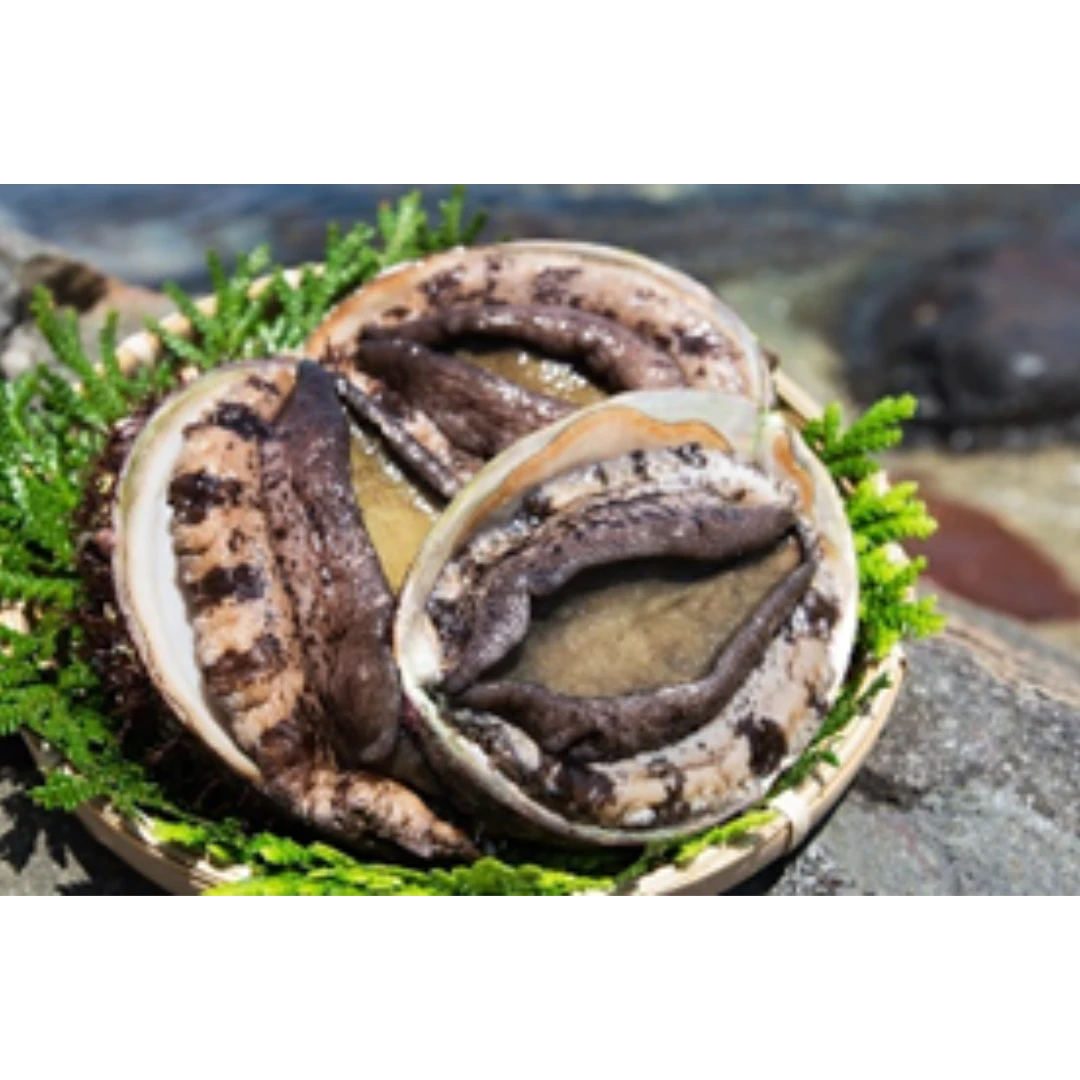 GSK1 AWABI - FRESH ABALONE SHELLFISH - Haliotis discus hannai Ino.png