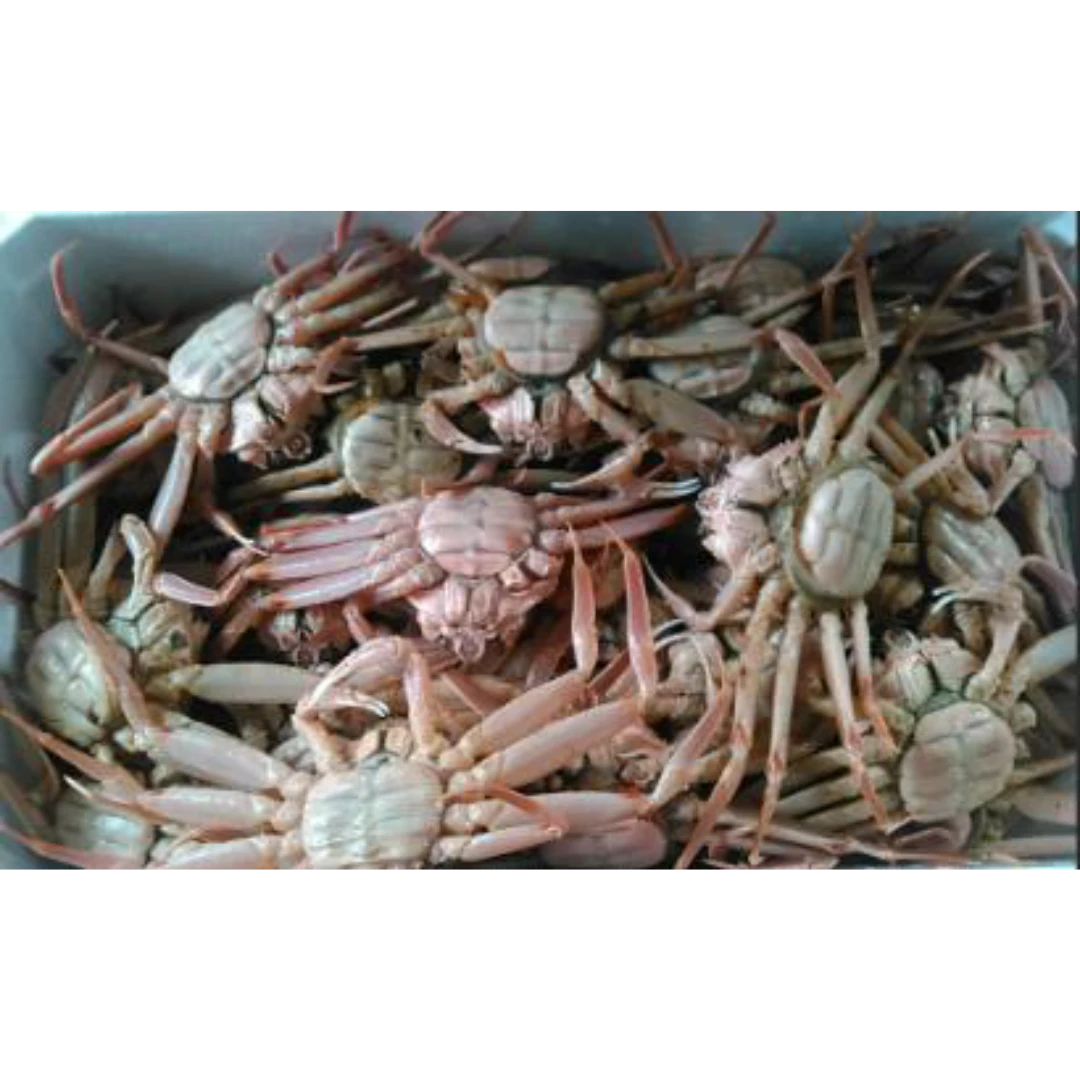 GSK1 SEKO GANI FRESH WILD SNOW CRAB Cladosiphon okamuranus.png
