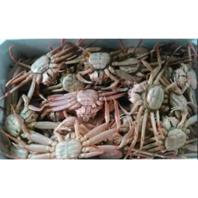 GSK1 SEKO GANI FRESH WILD SNOW CRAB Cladosiphon okamuranus.png