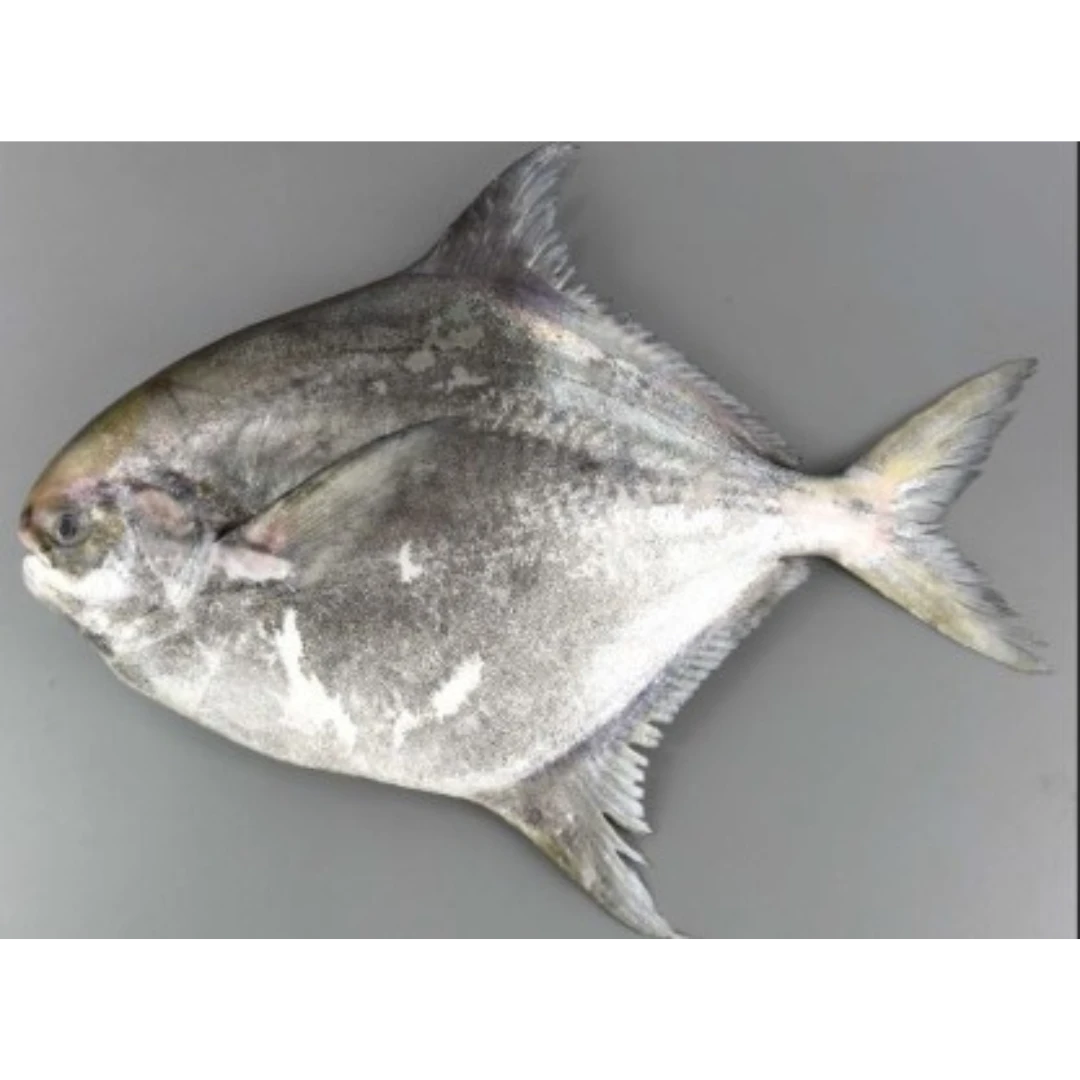 GSK1 MANAGATSUO 1 FRESH Harvestfish - Pampus punctatissimus.png